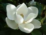 Magnolia